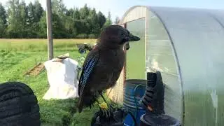 Сойка - Зойка Великая Нехочуха