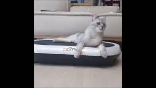 3 minutes funny cats video part 1