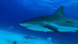 Sharkdive Bahamas by Stuart Cove´s mit iPhone - Schauplatz James Bond Hai-Attacke