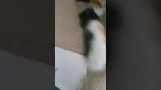 cat video