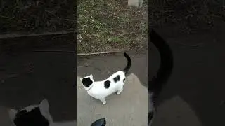 Cool cats and cats 2023 #cats #cats #кошки #коты