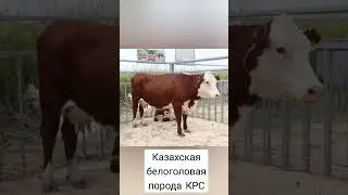 Казахская белоголовая корова #крс#кб#казахскаябелоголовая#породыкоров#сельскоехозяйство#топ#рек#2022