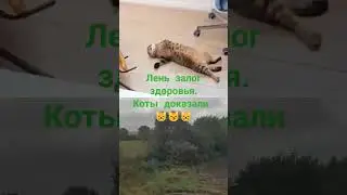 Коты доказали. 😸 Лень залог здоровья. #котик #юмор #питомец #мем #shorts #health