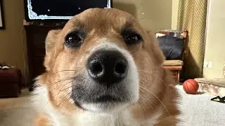 Duncan compilation