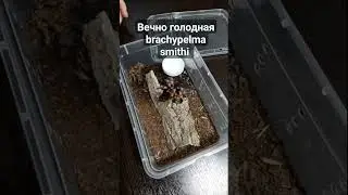 Кормление brachypelma smithi 