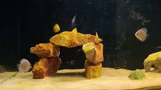 Discus 6