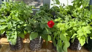 Обзор рассады ампельных и каскадных петуний +62 дня от посева