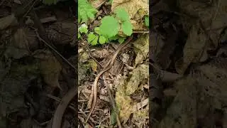 에스토니아 와서 만난 친구들🐍🕊🦊  Encounters in Estonia #shorts