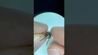 Wasp 