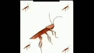 dancing cockroach I did not have the music