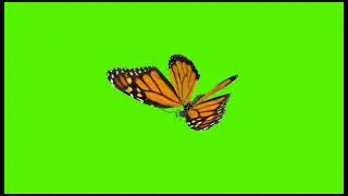 orange butterfly free green screen videos