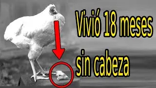 Mike the Headless Chicken