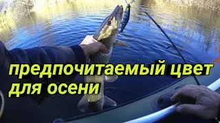 Щука на спиннинг осенью.