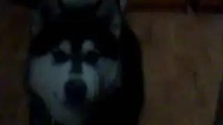 Наш говорящий маламут!
