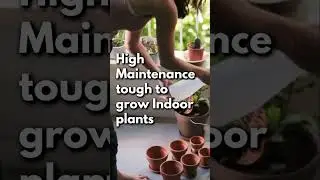 High Maintenance tough to grow Indoor plants 