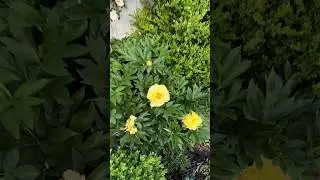 If your herbaceous peonies are flopping over, try this variety instead! 