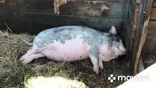 Наши новости😊 гуси ростут. Козовник медленно перестраиваем в птичник.