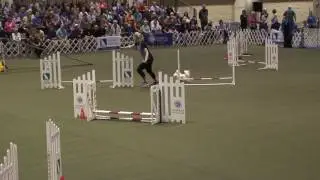 JoJo- Finals 2016 AKC Agility Invitational