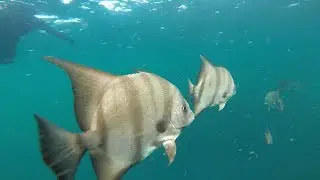 Beatiful underwater world of Gulf of Mexico.