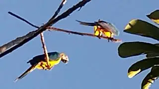 Araras-canindé  o verdadeiro show da natureza inscreva se deixe seu like e comente compartilhe.