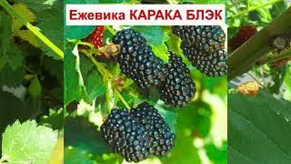 ЕЖЕВИКА КАРАКА БЛЭК - СУПЕР РАННИЙ С ШИПАМИ. КРУПНАЯ ЯГОДА. ОПИСАНИЕ СОРТА, характеристики ОТЗЫВЫ