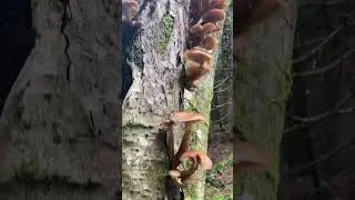 Mushroom family