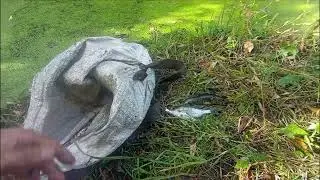 Рибалка на паук