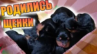 У Мираны родились щенки. Их много кто ждал! 19.04.2022