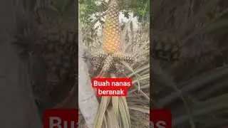 Buah Nanas beranak #buahsuper