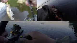 СУДАК И ГОЛАВЛЬ ИЗ -ПОД ЗАТОПЛЕНОЙ БАРЖИ. ВЕСНА 2024.