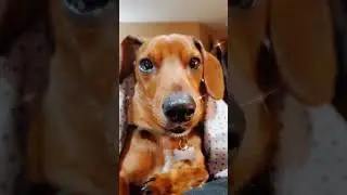dachshund love