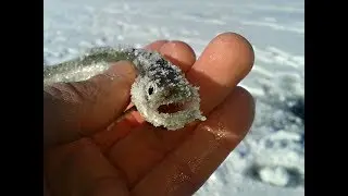 Корюшка на дамбе 2018 год