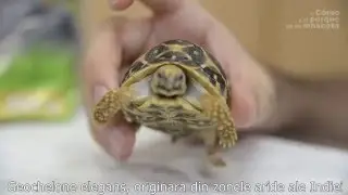 BROASTE TESTOASE - Testoasa stelata indiana