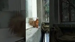 Белочка Милаха
