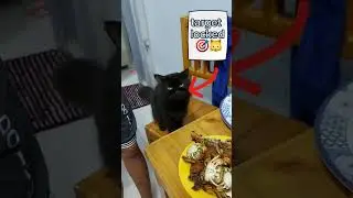 Target locked 🐱 #fypシ #funny #shorts #reels #cat #catshorts
