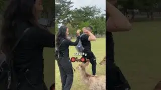 What ACTUALLY Happens at Nara Park 🦌 (I’m deer biscuit)