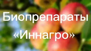 Биопрепараты «Иннагро» — основа эффективного, экологичного и выгодного сельского хозяйства