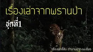รวมเรื่องเล่าจากพรานป่า ชุดที่ 1 (ฟังยาวๆ 4ชั่วโมง)