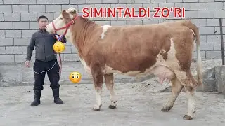 😳SIMINTALDI 🥇ZOʻRI KELDI 🫡SINAHTALARDAN ☎️+99891-664-20-20👈