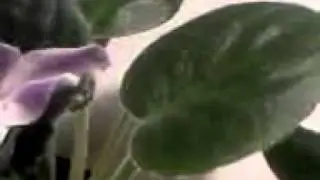 Видео 101 Фиалка Веселый хоровод