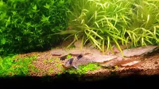 Planted tank - Wet dream 2.0