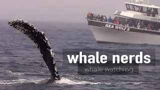 Whale Nerds Whale Watching: April 22, 2023