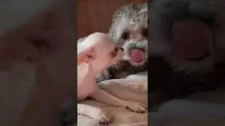Поцелуйки