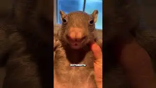 🐾 A WOMBAT SLEEPING SOMEWHERE IN A MAN'S ARMS