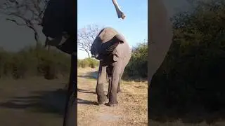 Elephant Throws a Bone at us