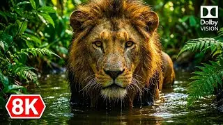 Animal Kingdom | OLED Demo HDR 8K Ultra HD Dolby Vision™ 60FPS