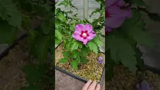 Hibiscus Pre-Bonsai