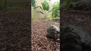 Large Marge WILL GET YOU!
