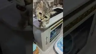 Муркина колбаска