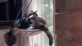 Annie and cosmos sitting in a hammock 2 fat cats in a chair only big enough for 1